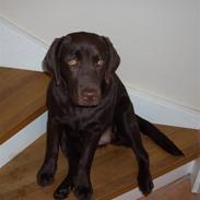 Labrador retriever siggi