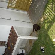 Labrador retriever siggi