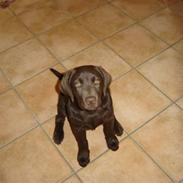 Labrador retriever siggi