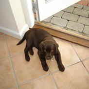 Labrador retriever siggi