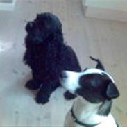 Amerikansk cocker spaniel Emma ? RIP