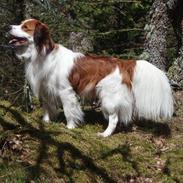 Kooikerhondje Baloo