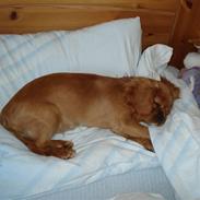 Cavalier king charles spaniel Alberte