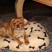 Cavalier king charles spaniel Alberte