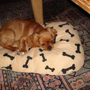 Cavalier king charles spaniel Alberte