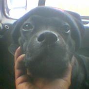 Staffordshire bull terrier Irish