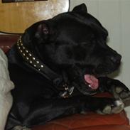 Staffordshire bull terrier Irish