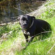 Staffordshire bull terrier Irish