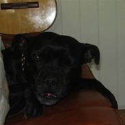 Staffordshire bull terrier Irish