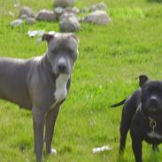 Staffordshire bull terrier Irish