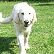 Golden retriever Flón