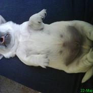 Golden retriever Flón