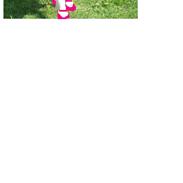 Golden retriever Flón