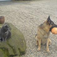 Schæferhund samson<3