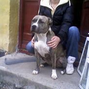 Amerikansk staffordshire terrier Tika