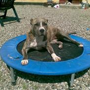 Amerikansk staffordshire terrier Tika