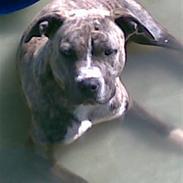 Amerikansk staffordshire terrier Tika