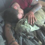 Amerikansk staffordshire terrier Tika