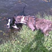 Amerikansk staffordshire terrier Tika