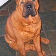 Shar pei Poker
