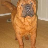 Shar pei Poker