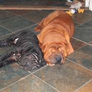 Shar pei Poker