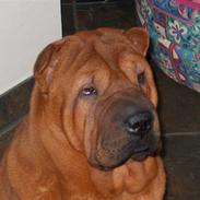Shar pei Poker