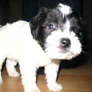 Blanding af racer Eddie