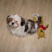 Shih tzu Nanna