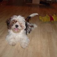 Shih tzu Nanna