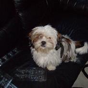 Shih tzu Nanna