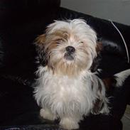 Shih tzu Nanna