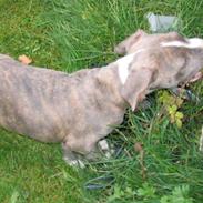 Amerikansk staffordshire terrier Kenzo