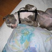 Amerikansk staffordshire terrier Kenzo