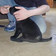 Labrador retriever Moselunds Platan