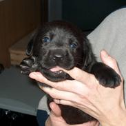 Labrador retriever Moselunds Platan