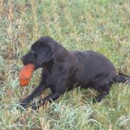 Labrador retriever Moselunds Platan