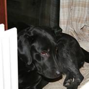 Labrador retriever Moselunds Platan