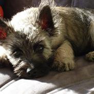 Cairn terrier Sonny