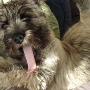 Cairn terrier Sonny