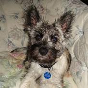 Cairn terrier Sonny