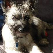 Cairn terrier Sonny