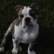 Engelsk bulldog Nynne