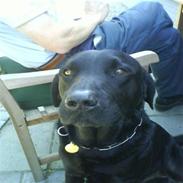 Labrador retriever Tyson