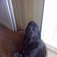 Labrador retriever Tyson