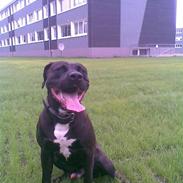 Amerikansk staffordshire terrier Jackie