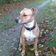 Amerikansk staffordshire terrier Freja