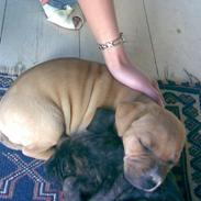 Amerikansk staffordshire terrier Freja