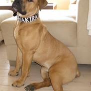 Blanding af racer Shakira 