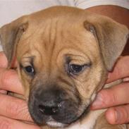 Blanding af racer Shakira 